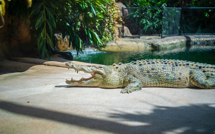 Crocodile basking in the sun at WILD LIFE Sydney Zoo.