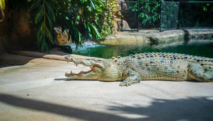 Crocodile Pavillion - Schonbrunn Zoo