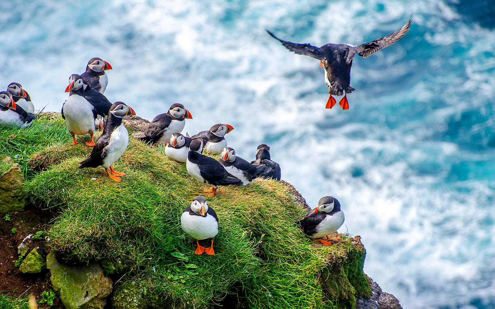 Puffins on a grassy cliff during a Reykjavik boat tour.