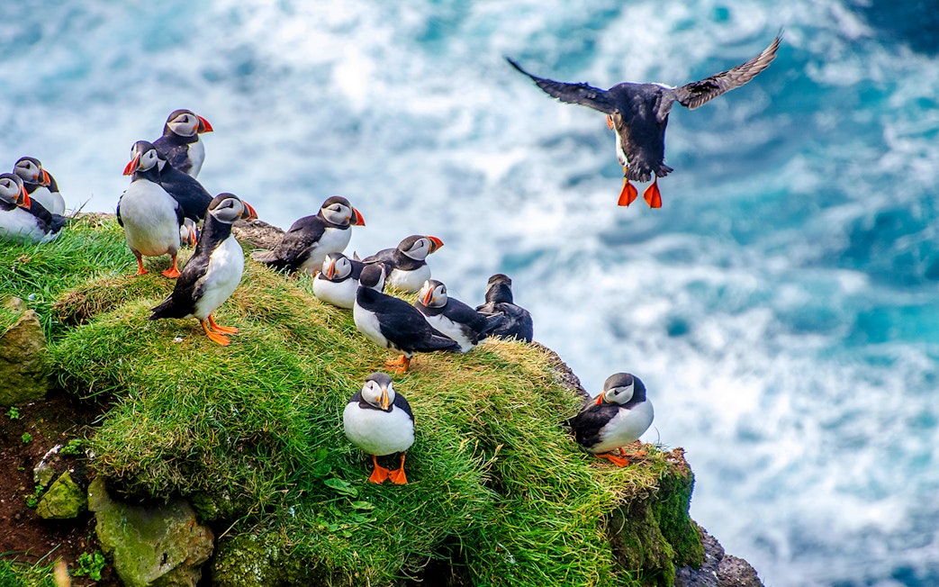 Puffins on a grassy cliff during a Reykjavik boat tour.