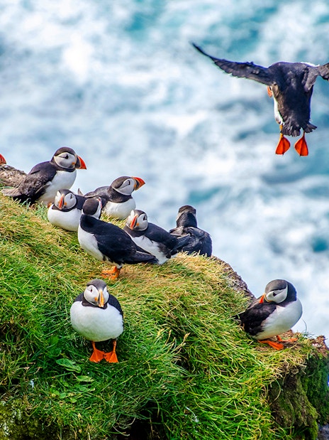 Puffins on a grassy cliff during a Reykjavik boat tour.