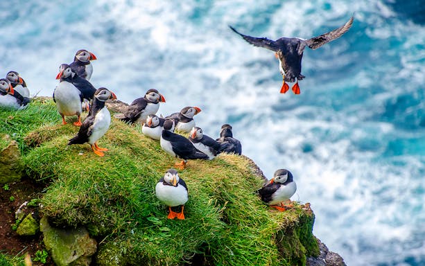 Puffins on a grassy cliff during a Reykjavik boat tour.