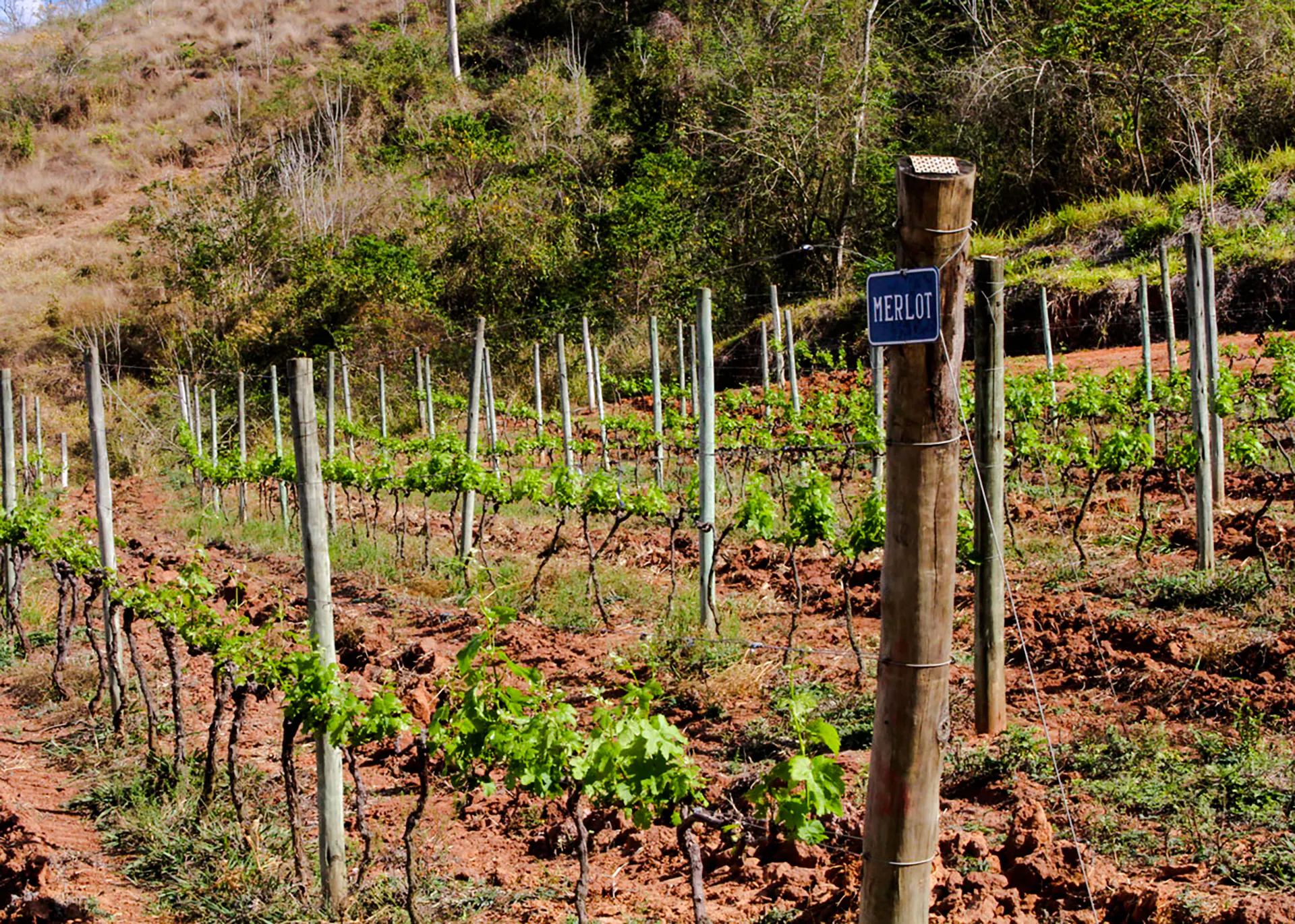 Merlot grapevines in a vineyard near Rio de Janeiro, showcasing lush greenery and rustic landscape.