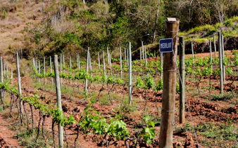 Merlot grapevines in a vineyard near Rio de Janeiro, showcasing lush greenery and rustic landscape.
