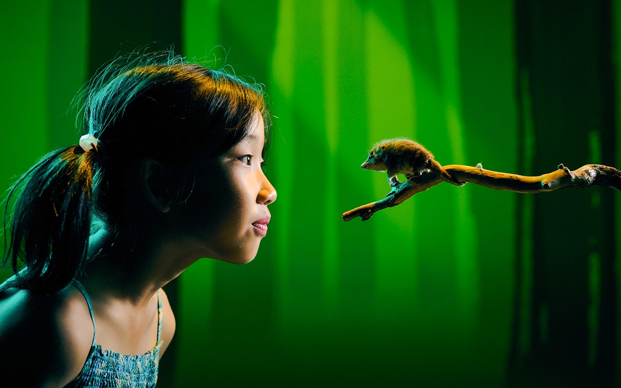 Girl observing a small mammal on branch at Melbourne Museum exhibit.