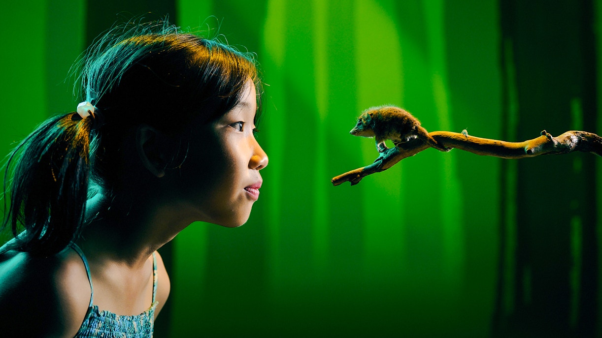 Girl observing a small mammal on branch at Melbourne Museum exhibit.