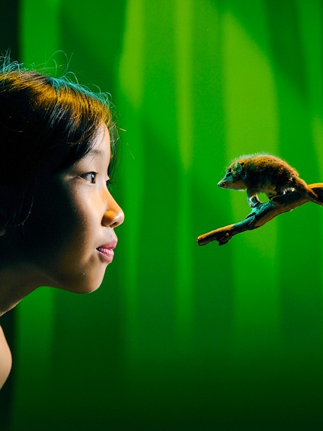 Girl observing a small mammal on branch at Melbourne Museum exhibit.