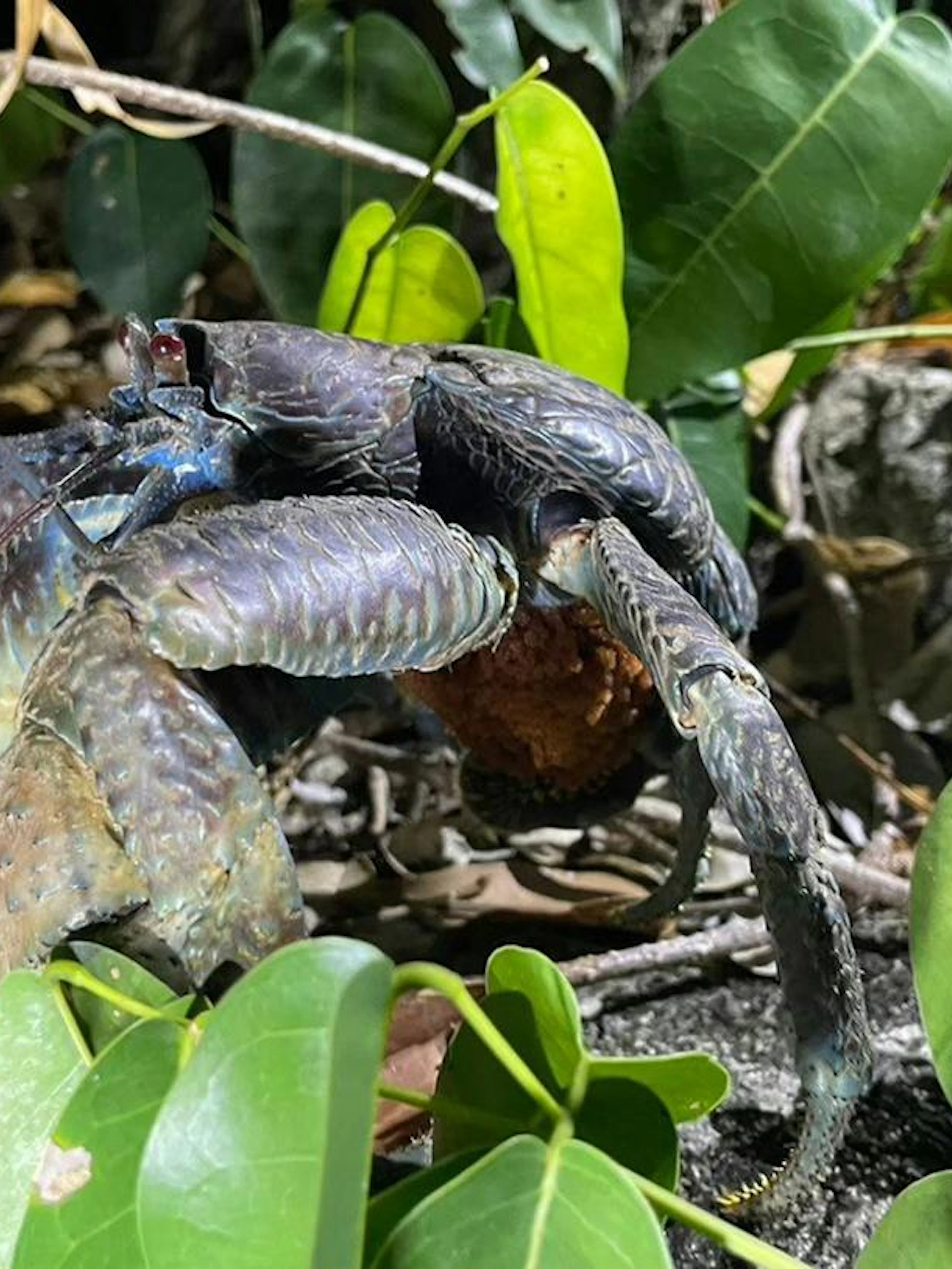 Coconut crab among foliage during Miyako Night Jungle Wildlife Tour, Okinawa.