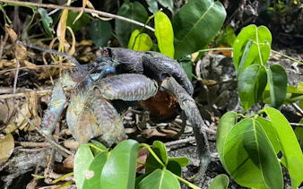 Coconut crab among foliage during Miyako Night Jungle Wildlife Tour, Okinawa.