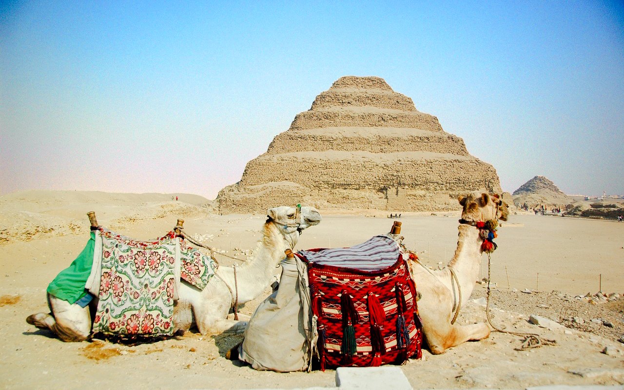 Camels resting near the Step Pyramid at the Giza Complex, Egypt.