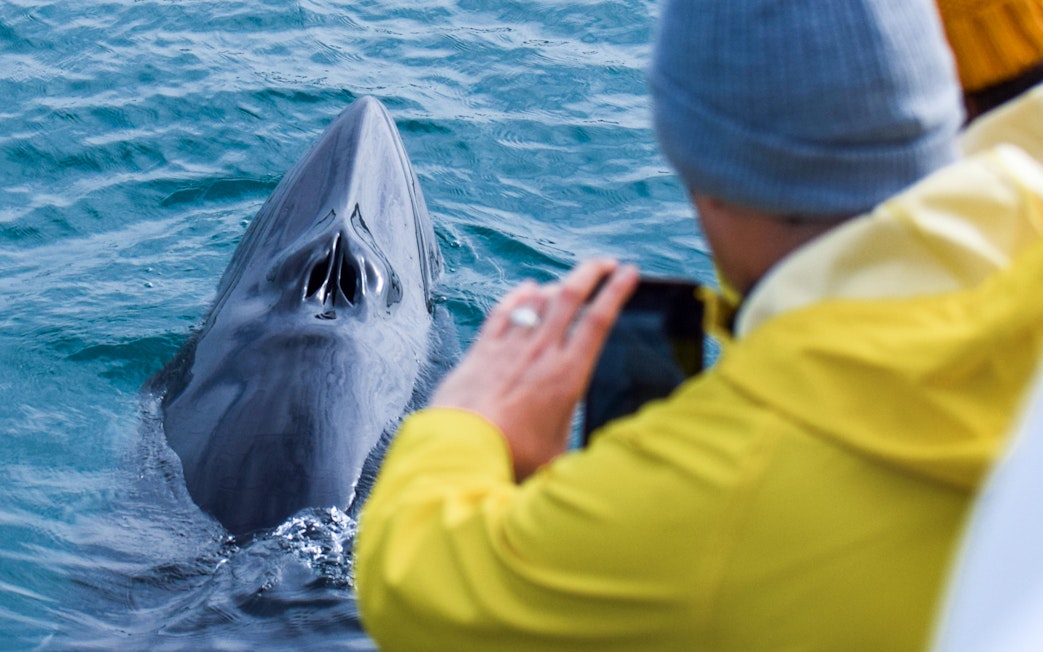 Minke whale surfacing near a boat in Skjálfandi Bay, Iceland, with a person taking a photo.