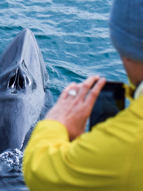 Minke whale surfacing near a boat in Skjálfandi Bay, Iceland, with a person taking a photo.