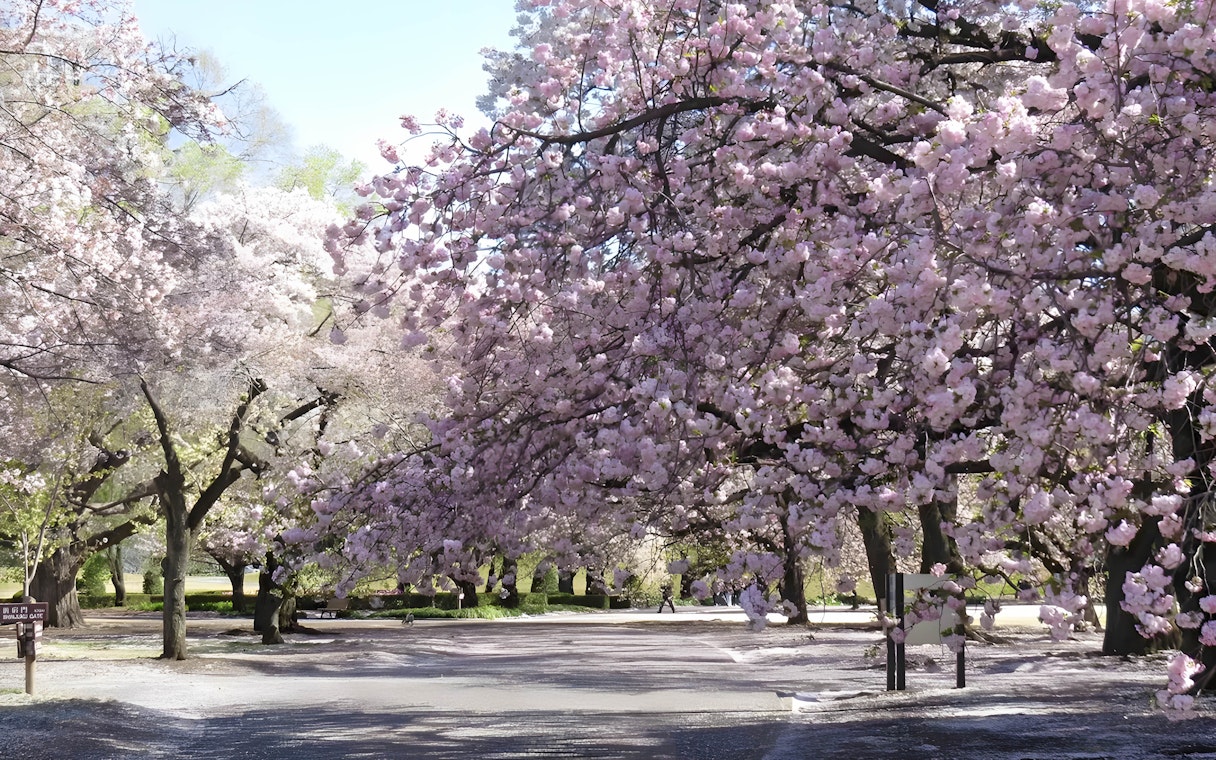 Cherry blossoms in full bloom at Shinjuku Gyoen, Tokyo.