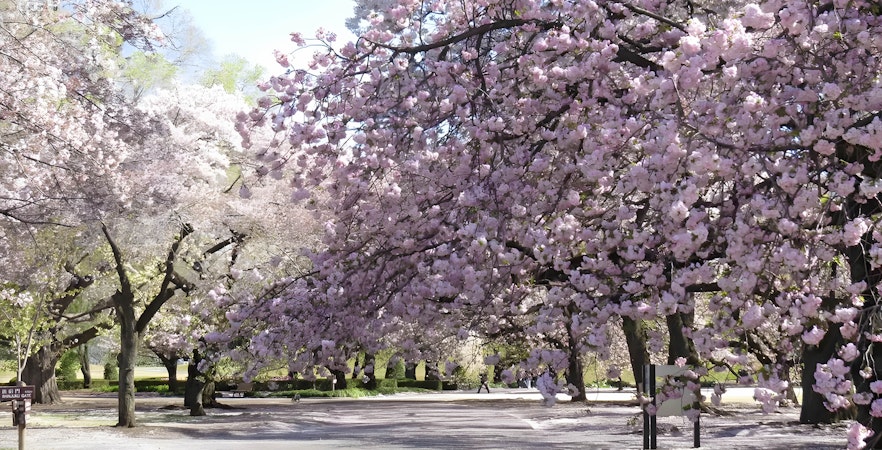 Cherry blossoms in full bloom at Shinjuku Gyoen, Tokyo.