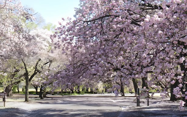 Cherry blossoms in full bloom at Shinjuku Gyoen, Tokyo.