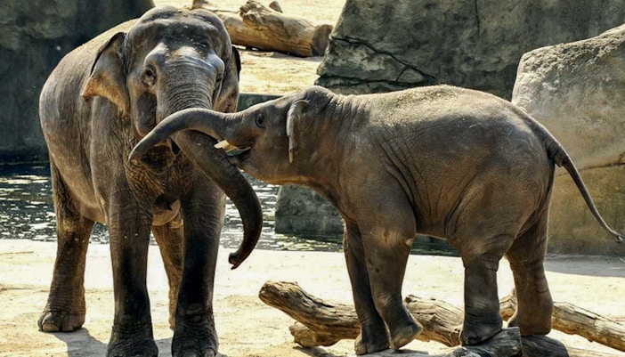 Cologne Zoo