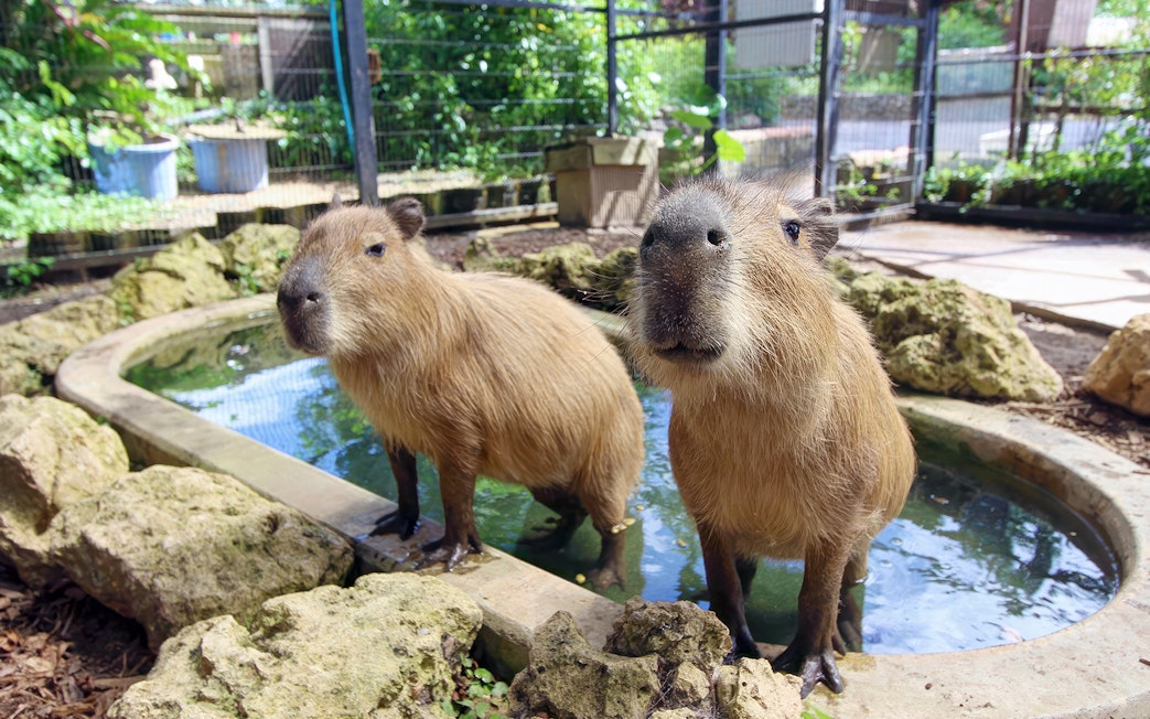 Capybaras standing by a pond at Southeast Botanical Gardens.