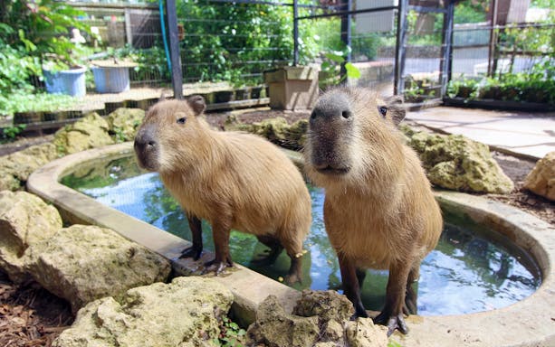 Capybaras standing by a pond at Southeast Botanical Gardens.