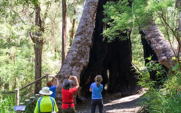 Visitors photographing a large hollow tree in a South Australian forest.