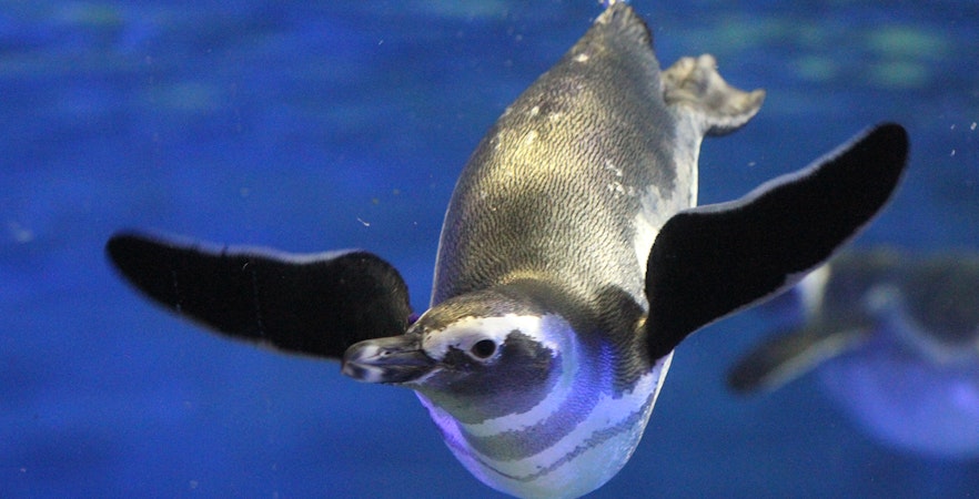 Tokyo Skytree and Sumida Aquarium combo ticket view with cityscape and aquatic exhibits.