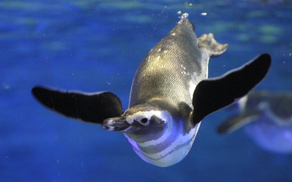 combo: tokyo skytree + sumida aquarium tickets-4 combo: tokyo skytree + sumida aquarium tickets-4