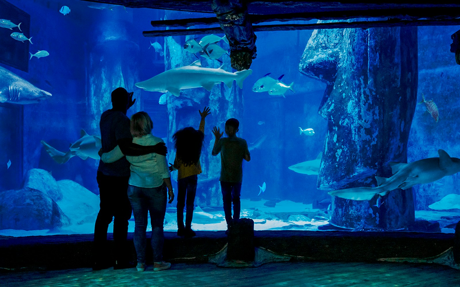Visitors observing sharks and fish at SEA LIFE London Aquarium.