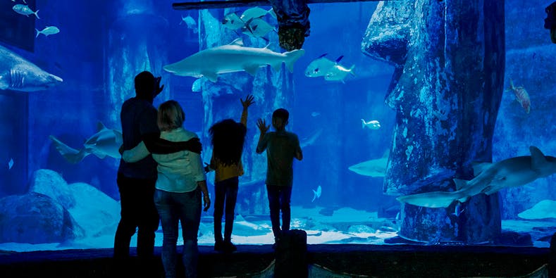 SEA LIFE London Aquarium