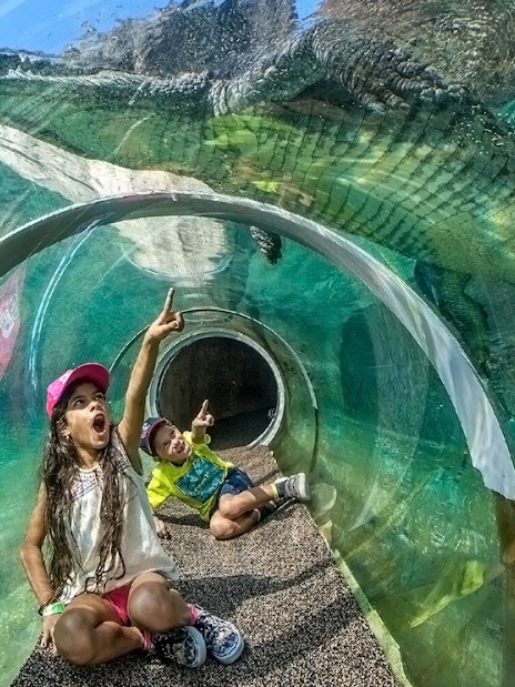 Children in a glass tunnel observing a crocodile at Zoo Miami.