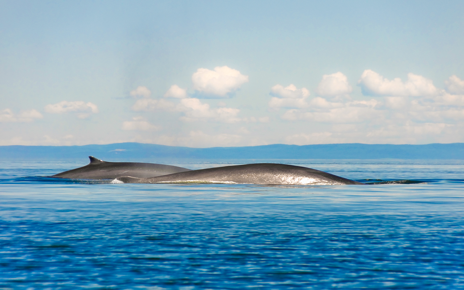 Fin whales surfacing in Tenerife ocean waters.