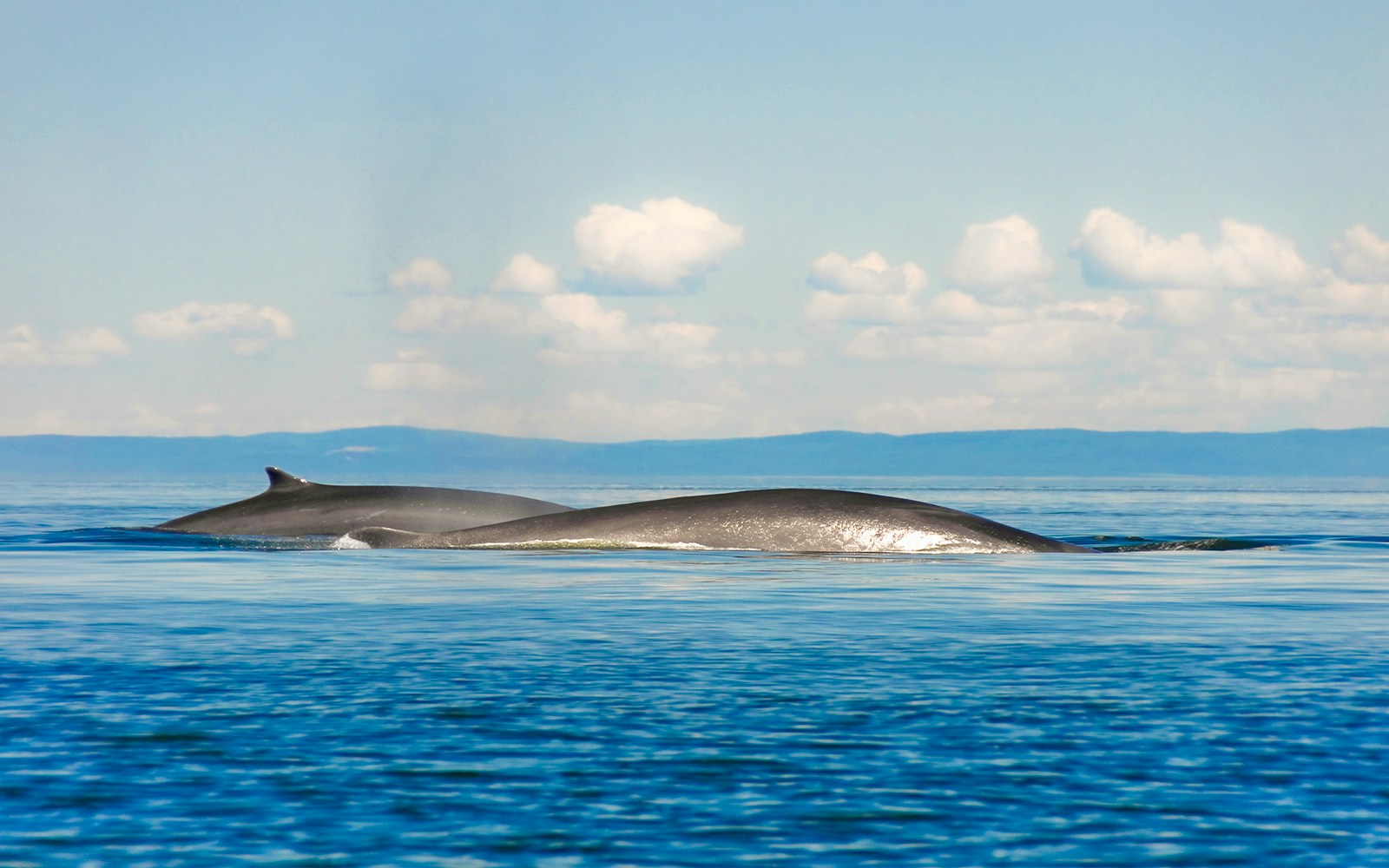 Fin whales surfacing in Tenerife ocean waters.