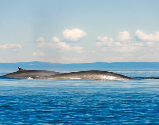 Fin whales surfacing in Tenerife ocean waters.