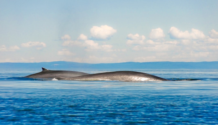 Fin whales surfacing in Tenerife ocean waters.