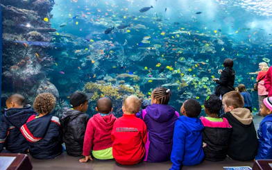Children observing coral reefs and fish at Georgia Aquarium.