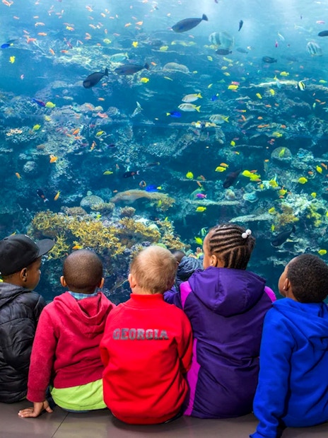 Children observing coral reefs and fish at Georgia Aquarium.