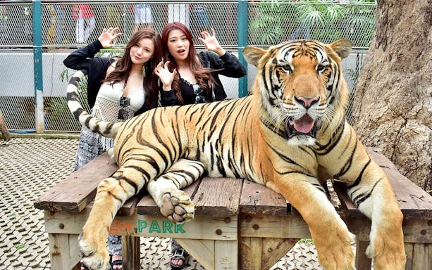Guests posing with a tiger at Tiger Park Pattaya.