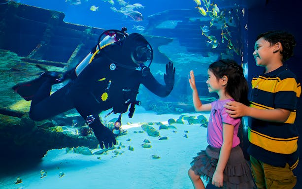 Diver interacting with children through glass at S.E.A Aquarium Singapore.