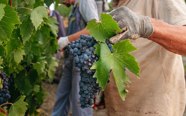 Grapes being harvested during a wine cellar tour near Barcelona.