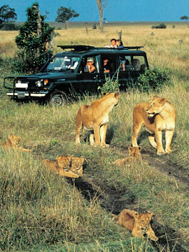 Tourists in safari van observing African lions in Masai Mara Park, Kenya.