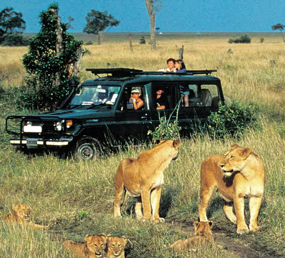Tourists in safari van observing African lions in Masai Mara Park, Kenya.