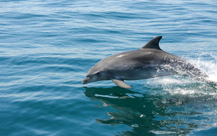 Dolphin leaping from the ocean during a dolphin watching tour.