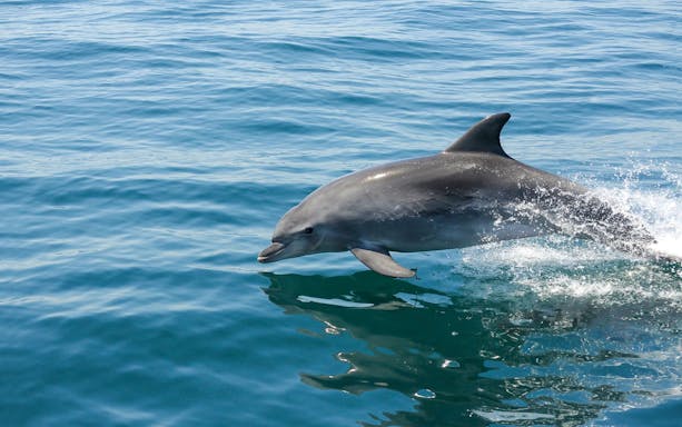 Dolphin leaping from the ocean during a dolphin watching tour.