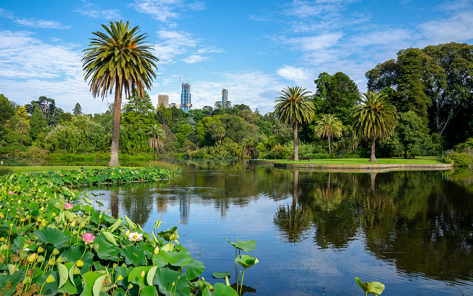 Palm trees and lotus flowers by a lake in Royal Botanic Gardens, Melbourne, Australia.