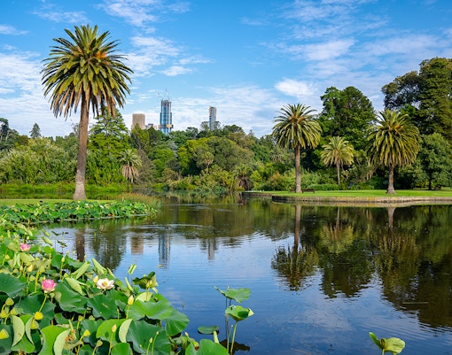 Palm trees and lotus flowers by a lake in Royal Botanic Gardens, Melbourne, Australia.