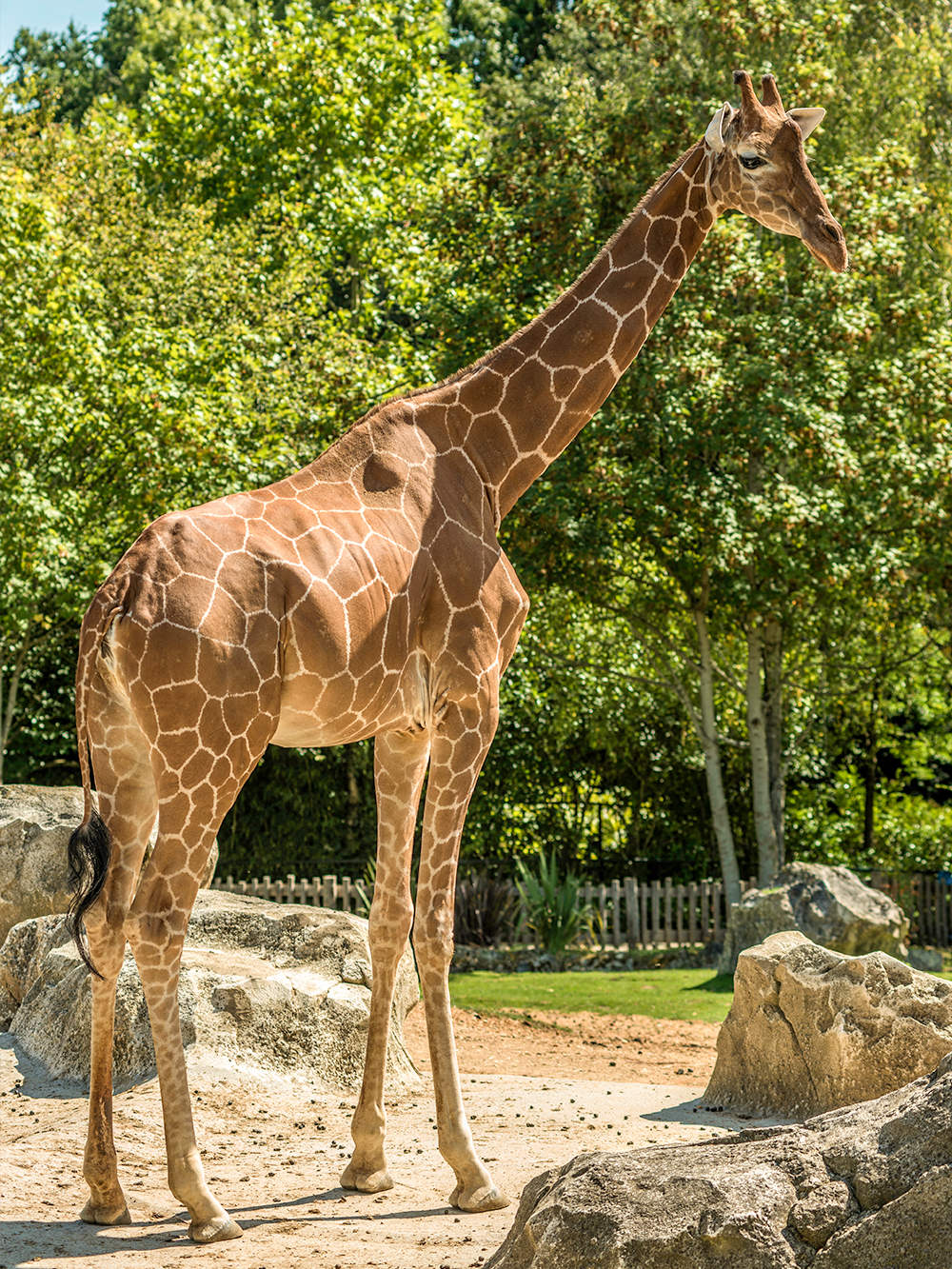 Giraffe standing in ZooParc Beauval, Loire Valley, surrounded by trees and rocks.