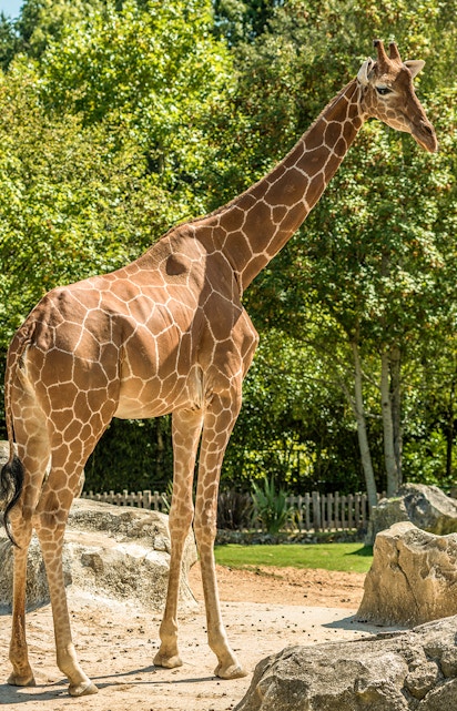 Giraffe standing in ZooParc Beauval, Loire Valley, surrounded by trees and rocks.