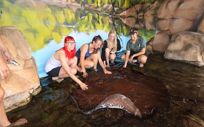 Visitors interacting with a whipray at Crocosaurus Cove.