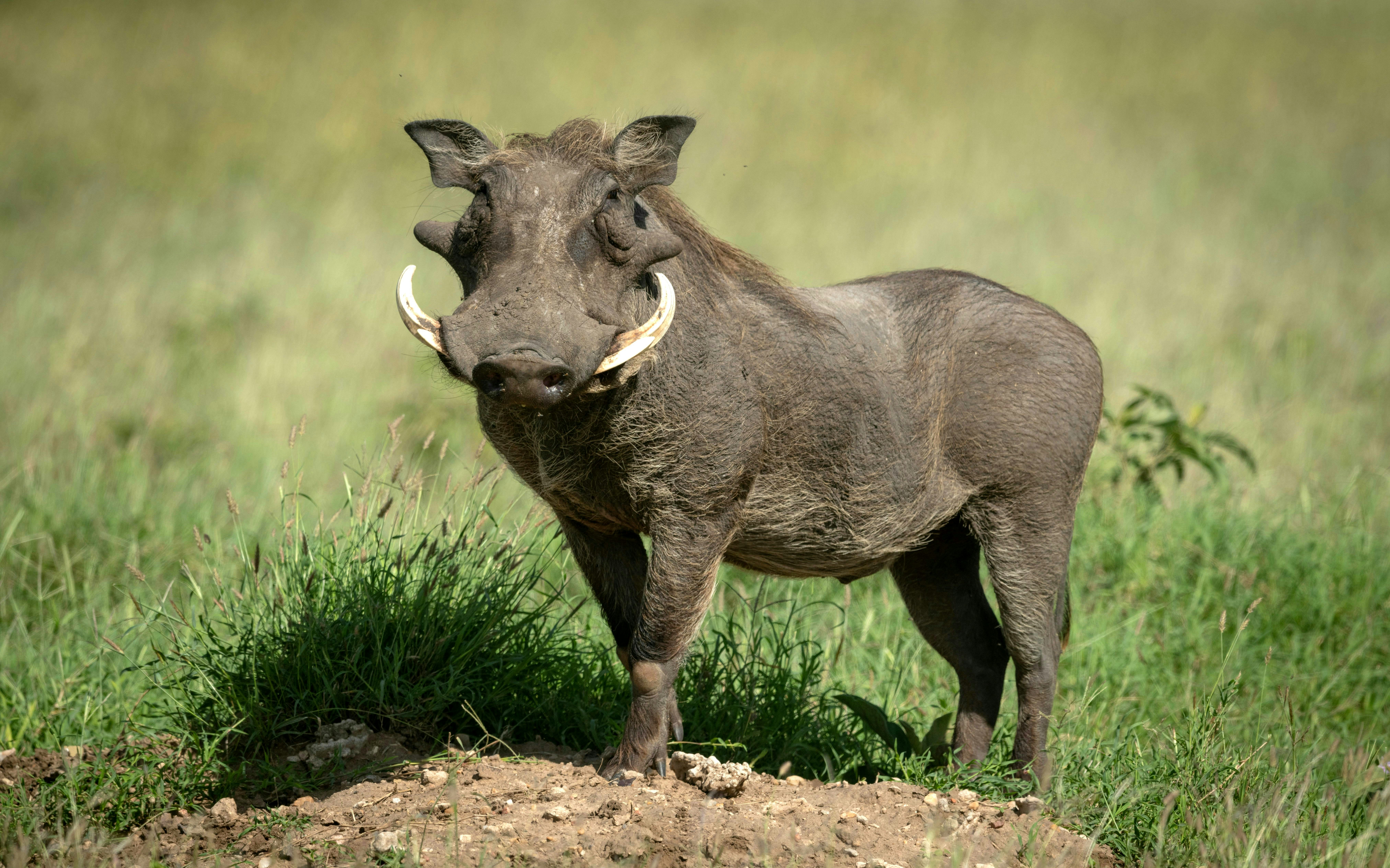 Common warthog on grassy mound looking at camera in natural habitat.