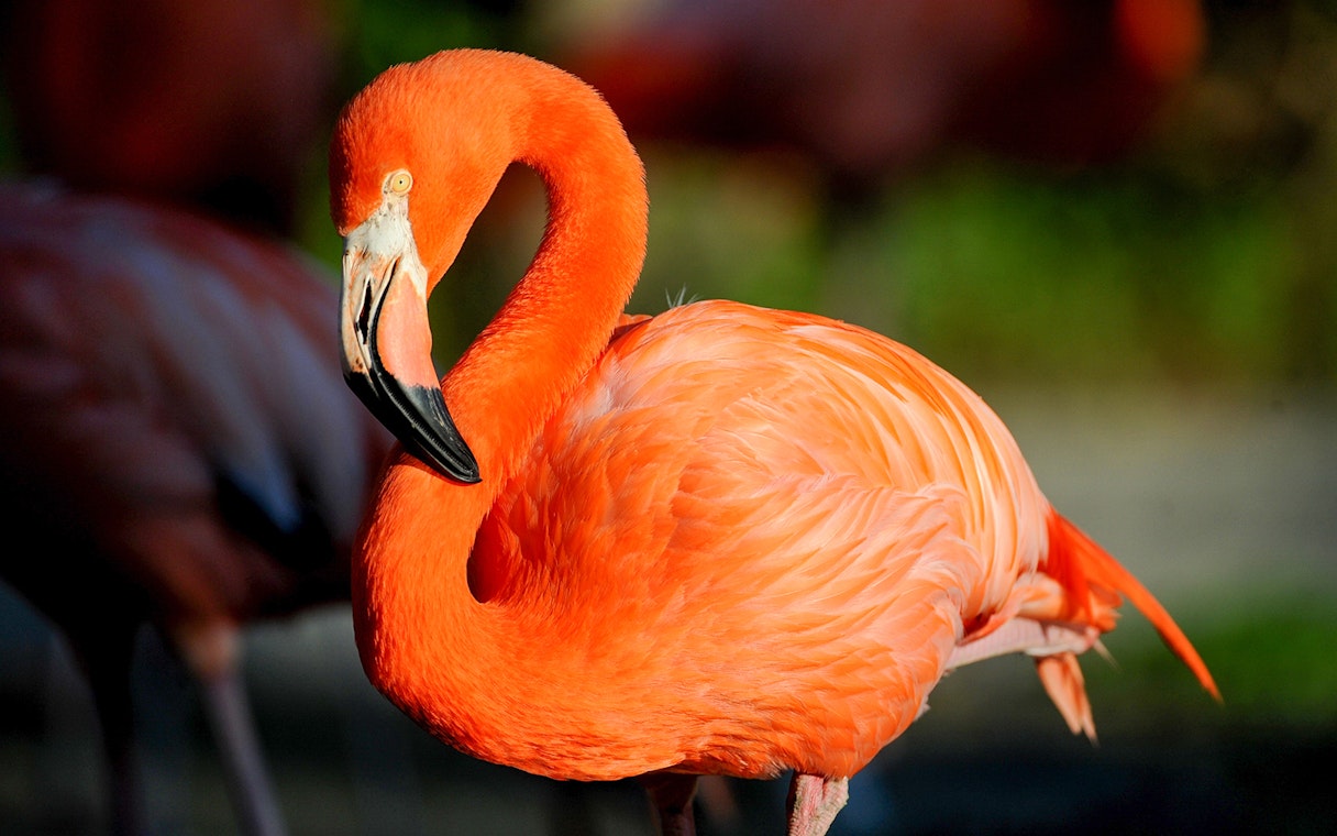 Flamingo at Zoo Miami exhibit.