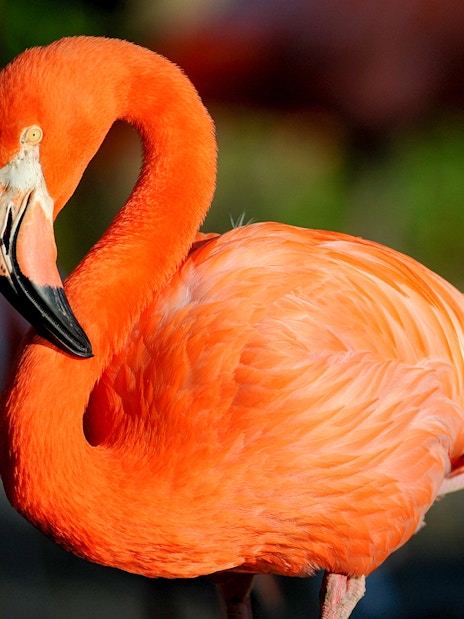 Flamingo at Zoo Miami exhibit.