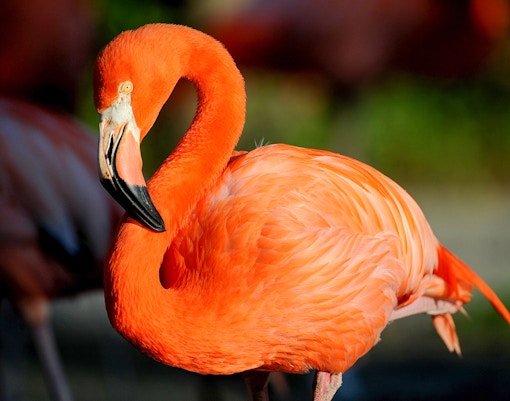 Flamingo at Zoo Miami